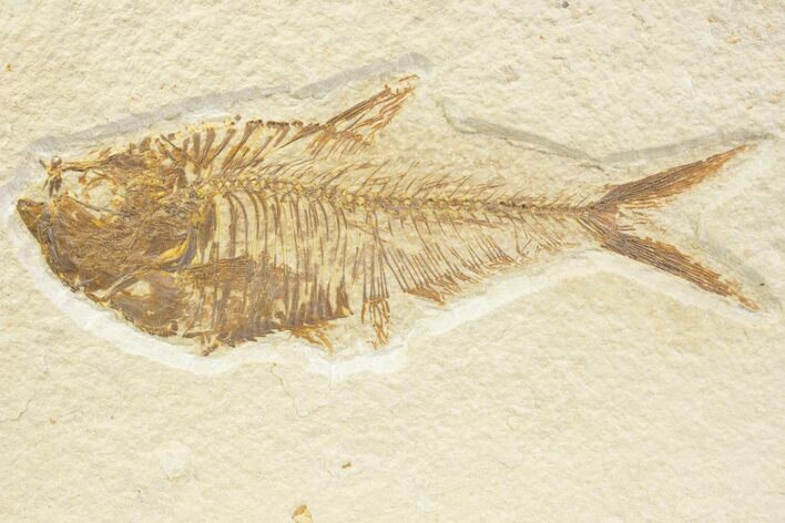Detailed Fossil Fish (Diplomystus) - Wyoming #373784